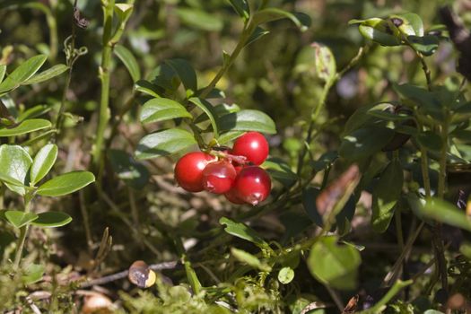 berries, cranberries