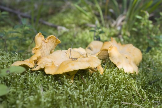 mushroom Vulpecula, against the backdrop of moss, in the woods