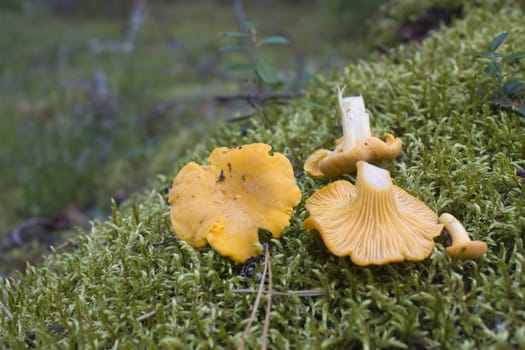 mushroom Vulpecula, against the backdrop of moss, in the woods