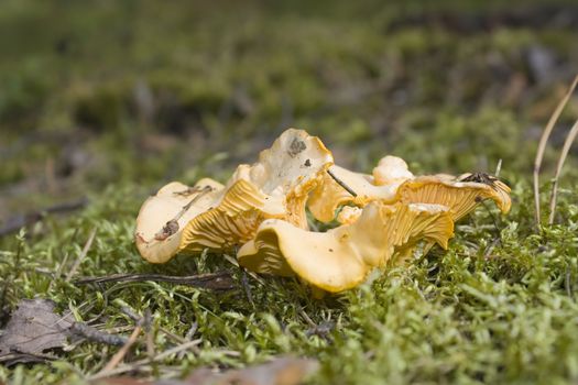 mushroom Vulpecula, against the backdrop of moss, in the woods