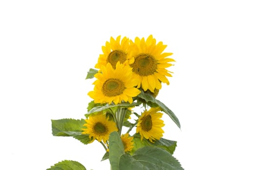 sunflower, isolated