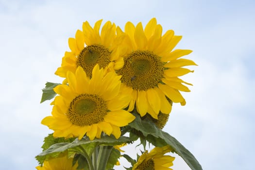 sunflower, against a backdrop of blue sky