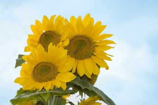 sunflower, against a backdrop of blue sky