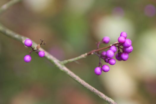 violet beautyberry