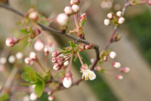 bud on cherry tree