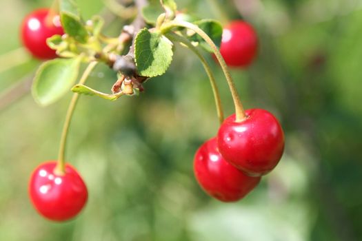 red summer cherry