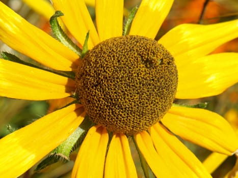 close-up image of a yellow flower