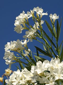 branches of white oleander in a blue sky