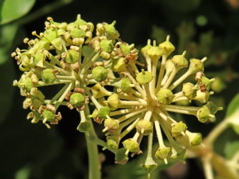 a close-up image of some ivy flower