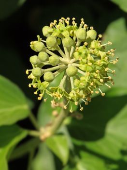 a close-up image of some ivy flower