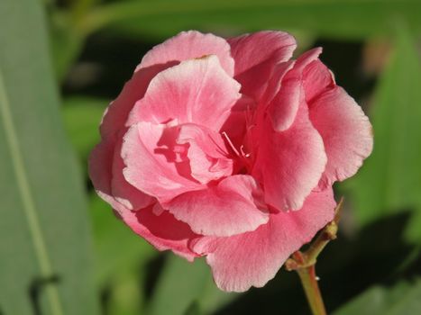 a close-up image of some rose laurel flower