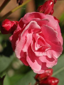 a close-up image of some rose laurel flowers and blooms