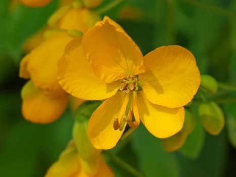 a close-up image of some orange flowers