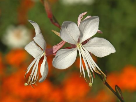 close-up image of some exotic white flowers