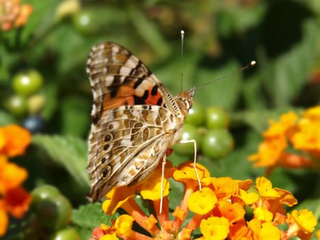 close-up image of a butterfly on lantana image