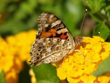 close-up image of a butterfly on lantana image