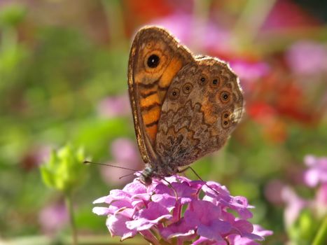 a close-up image of a butterfly on a lantana