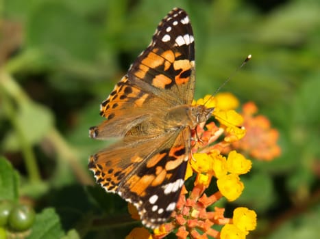 close-up image of a butterfly on lantana image