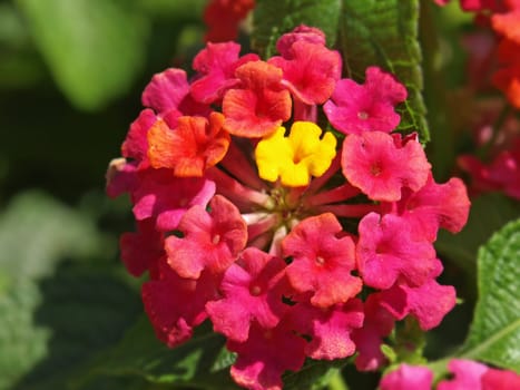 close-up image of some lantana flowers