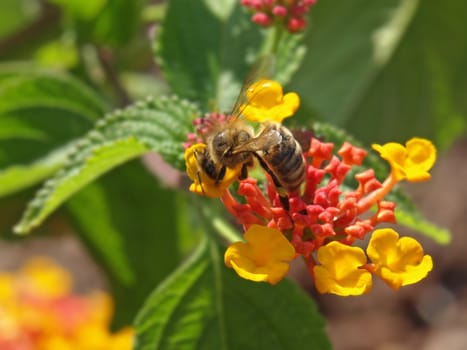 close-up image of a bee working on lantana flower