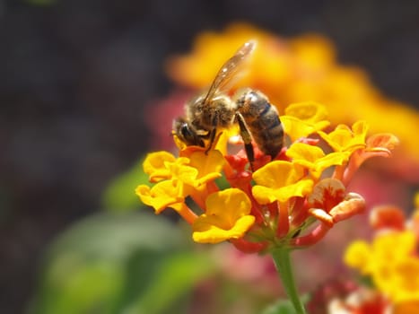 close-up image of a bee working on lantana flower