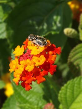 close-up image of a fly on a lantana flower