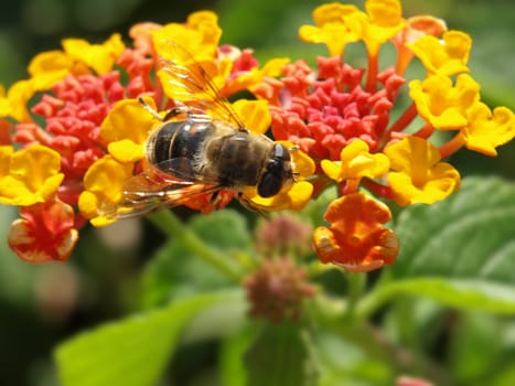 close-up image of a fly on some lantana flowers