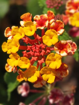 close-up image of some red orange and yellow lantana flowers