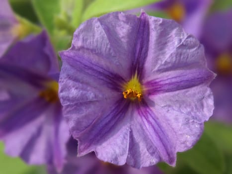 a close up image of some purple flowers