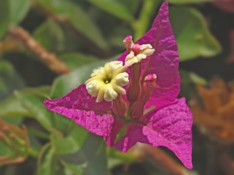 a close-up image of a bougainvillea white flower inside fushia leaves