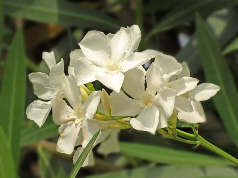 close-up image of white oleander flowers