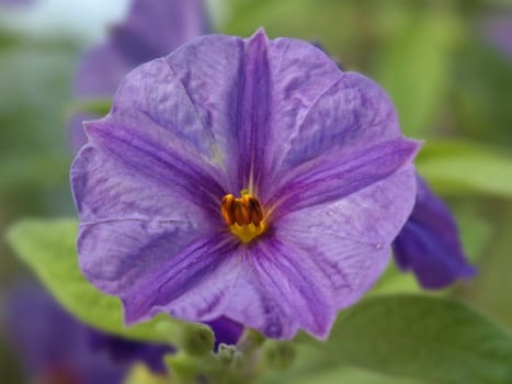 a close up image of some purple flower