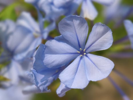 close-up image of some plumbago flowers