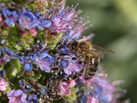close-up image of a bee worling on pink and blue flowers