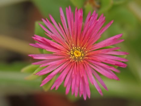 close-up image of a lampranthus spectabilis