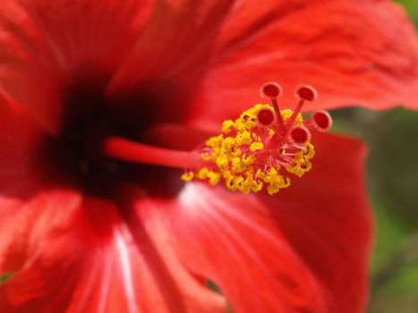 close-up image of a red hibiscus