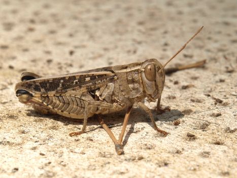 close-up image of a grasshopper on a terrace