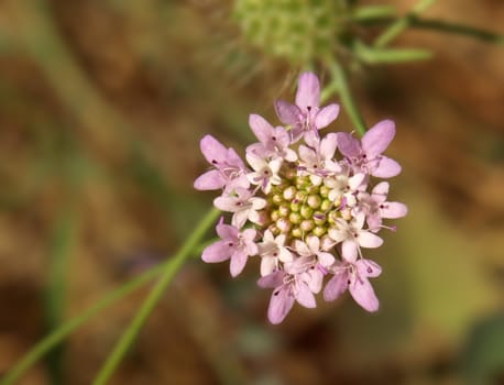 close-up image of a purple crowned flower