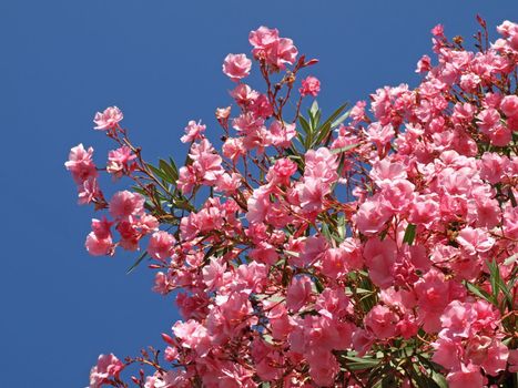 Rose Laurel branches in the provence blue sky