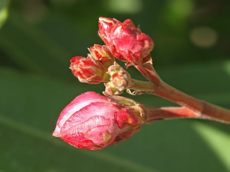 close-up image of some rose laurel buds