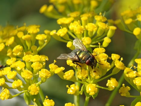 close-up image of a wasp on a fennel bush