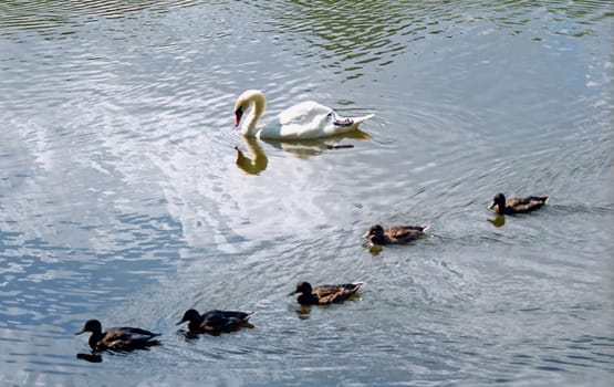 White swam and five ducks in water