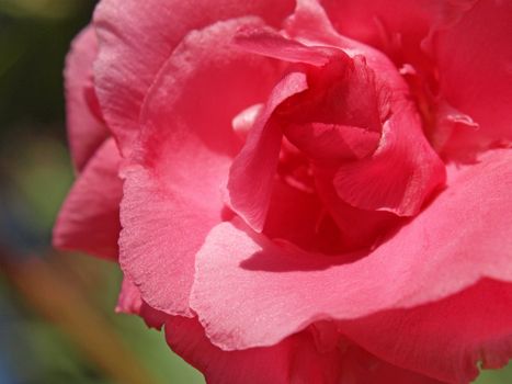 close-up image of a rose laurel flower