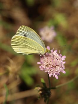 a close-up image of a butterfly on a flower