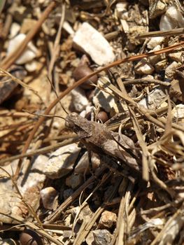 close-up image of a hidden little locust