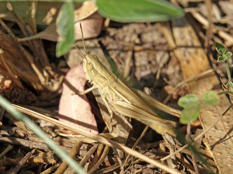 close-up image of a little locust