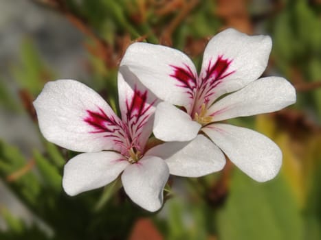 a close-up image of some white and red flowers