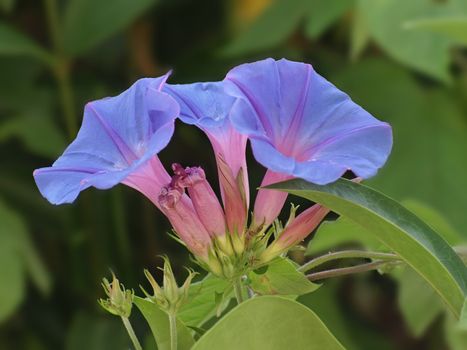 a close-up image of some morning glories