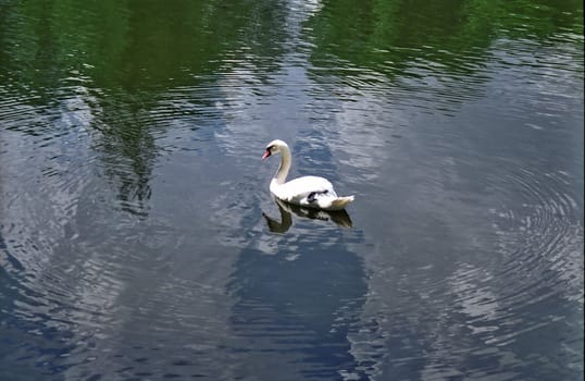 White swam on surface of the pond