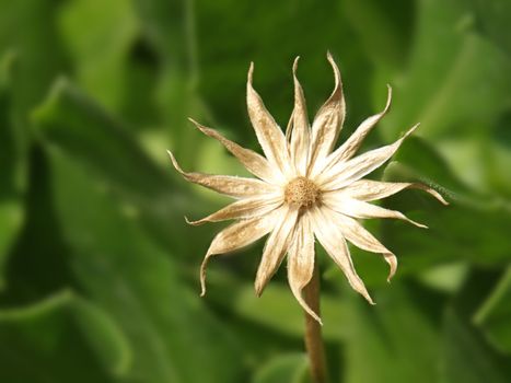 close-up image of a white star-shaped flower over a green background